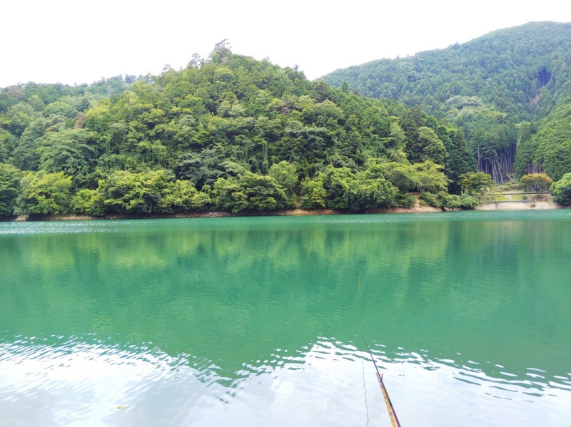 兵庫県丹波市大杉ダムの野釣りでヘラブナ釣果