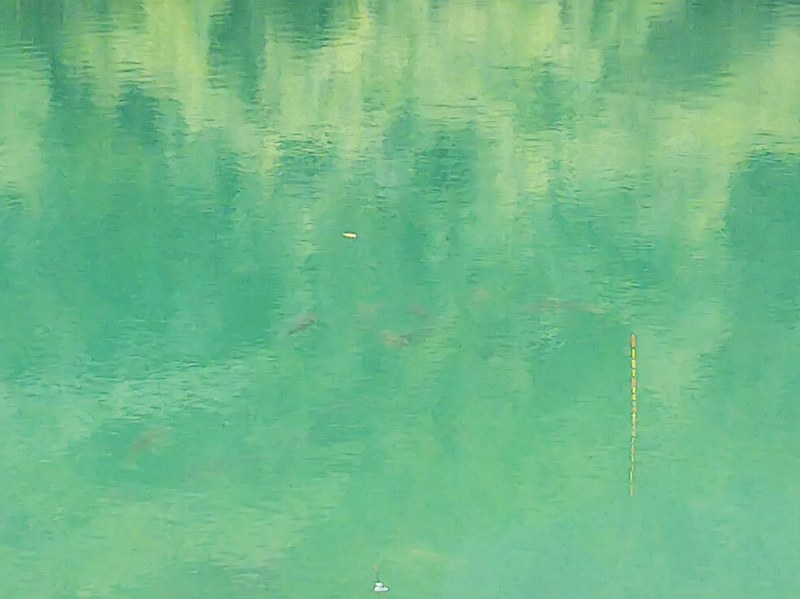 兵庫県丹波市大杉ダムの野釣りでヘラブナ釣果