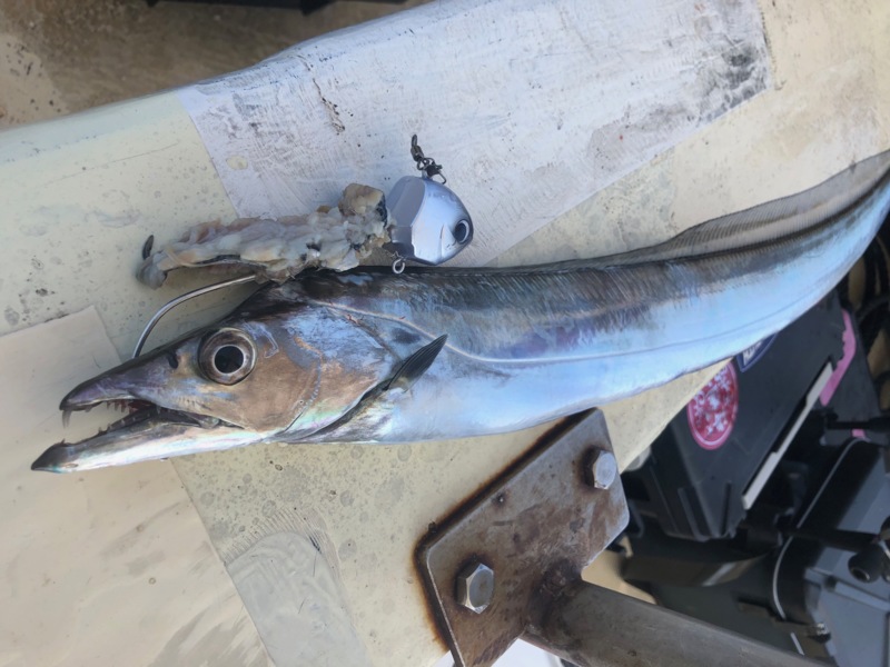 兵庫県神戸沖盛和丸の船釣りでタチウオ釣果