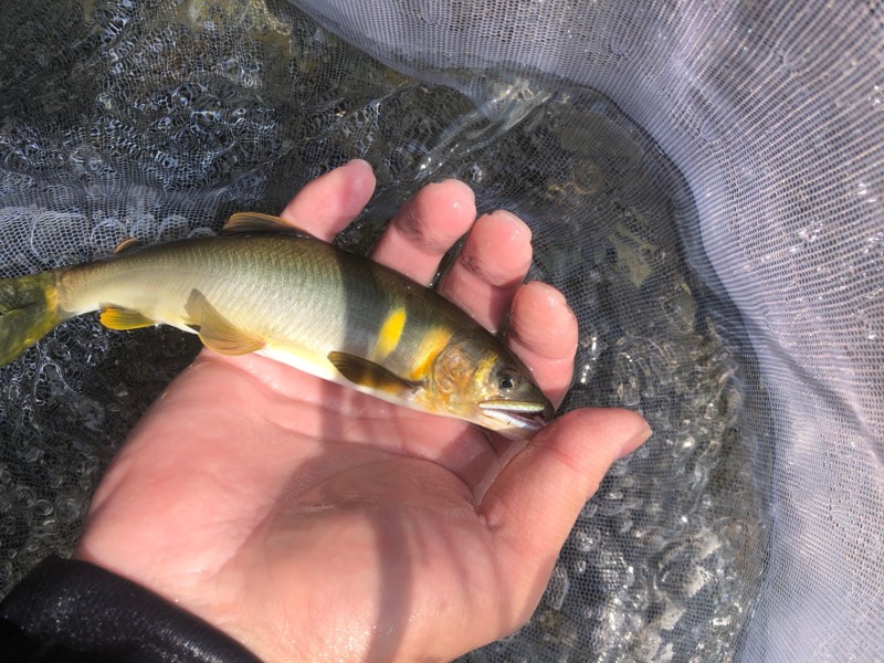 滋賀県安曇川朽木の友釣りで鮎釣果
