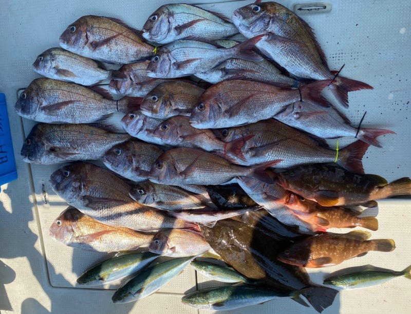 兵庫県淡路島明陽丸の落とし込み、のませ釣りで真鯛・アコウ釣果