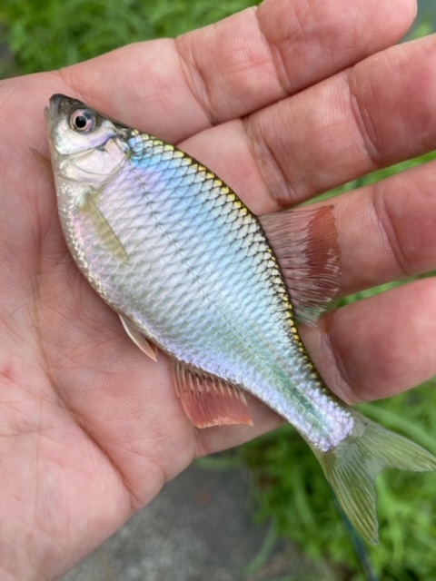大阪府京都府滋賀県の淡水ウキ釣りでタナゴ(カネヒラ)釣果