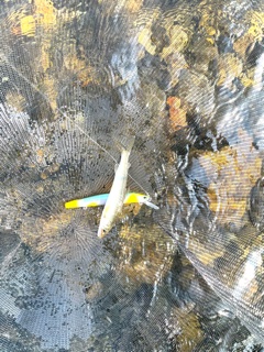 滋賀県安曇川のアユイングで鮎釣果