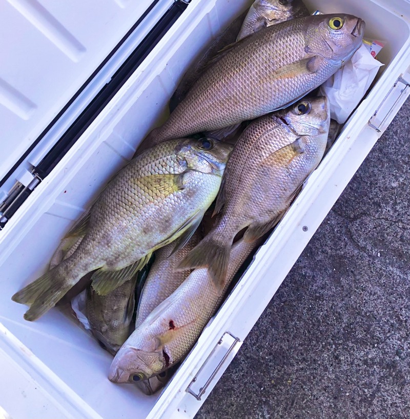 和歌山県天昇丸の天秤フカセでメイチダイ・オオヒメダイ釣果