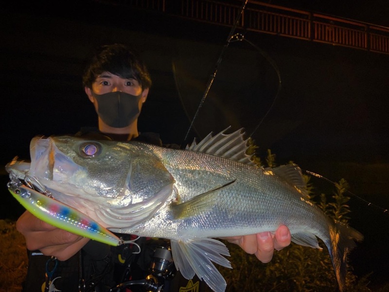 福井県九頭竜川のルアーでシーバス釣果