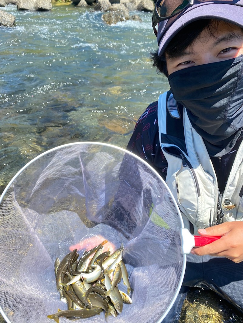 滋賀県安曇川廣瀬のルアーで鮎釣果