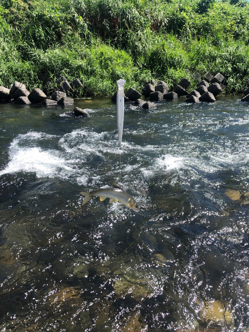 滋賀県安曇川廣瀬のルアーで鮎釣果