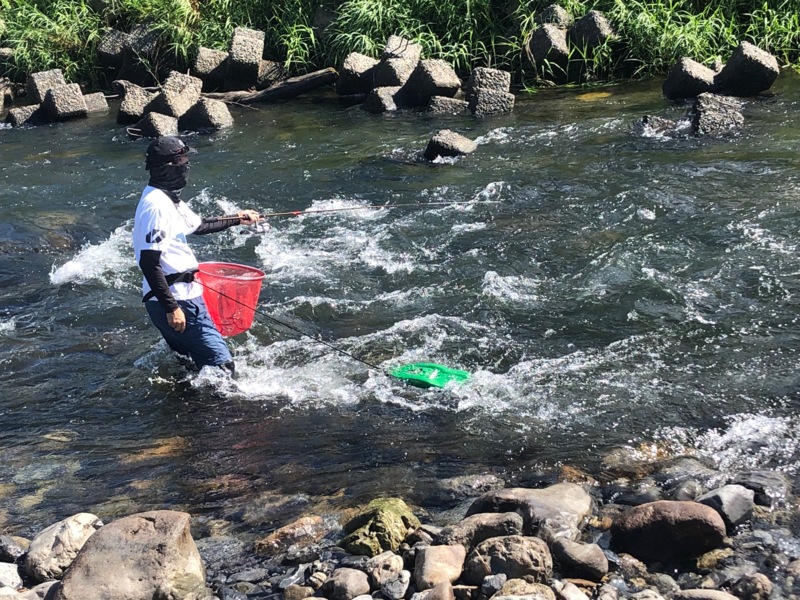 滋賀県安曇川廣瀬のルアーで鮎釣果