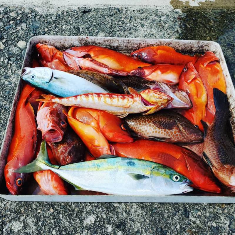 三重県フィッシング光栄の船釣りでアカハタ・オオモンハタ釣果