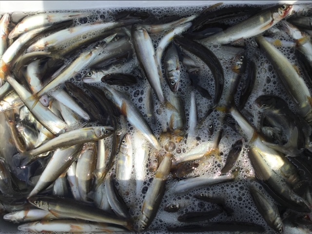 滋賀県知内川の淡水ウキ釣りで小鮎釣果