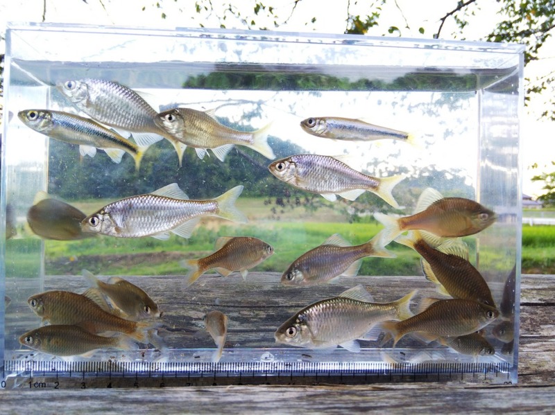 兵庫県波豆川水系のウキ釣りでカワムツ・タナゴ釣果