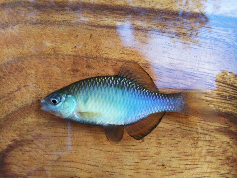 兵庫県波豆川水系のウキ釣りでカワムツ・タナゴ釣果