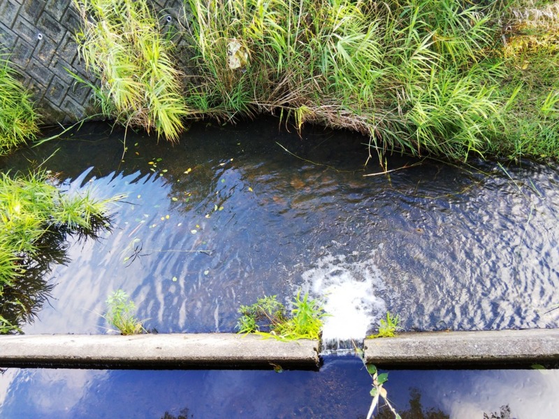 兵庫県波豆川水系のウキ釣りでカワムツ・タナゴ釣果