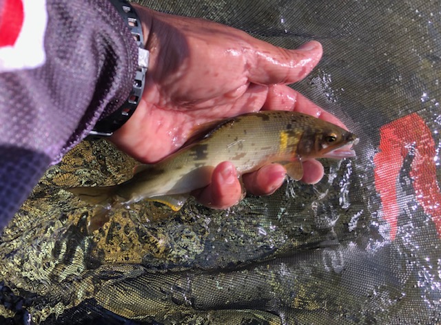三重県熊野市大又川の友釣りで鮎釣果