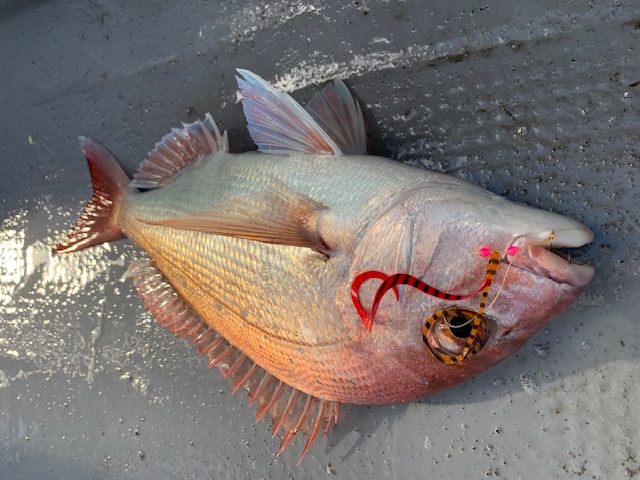兵庫県村由丸の船釣りでタイ釣果