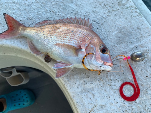兵庫県村由丸の船釣りでタイ釣果