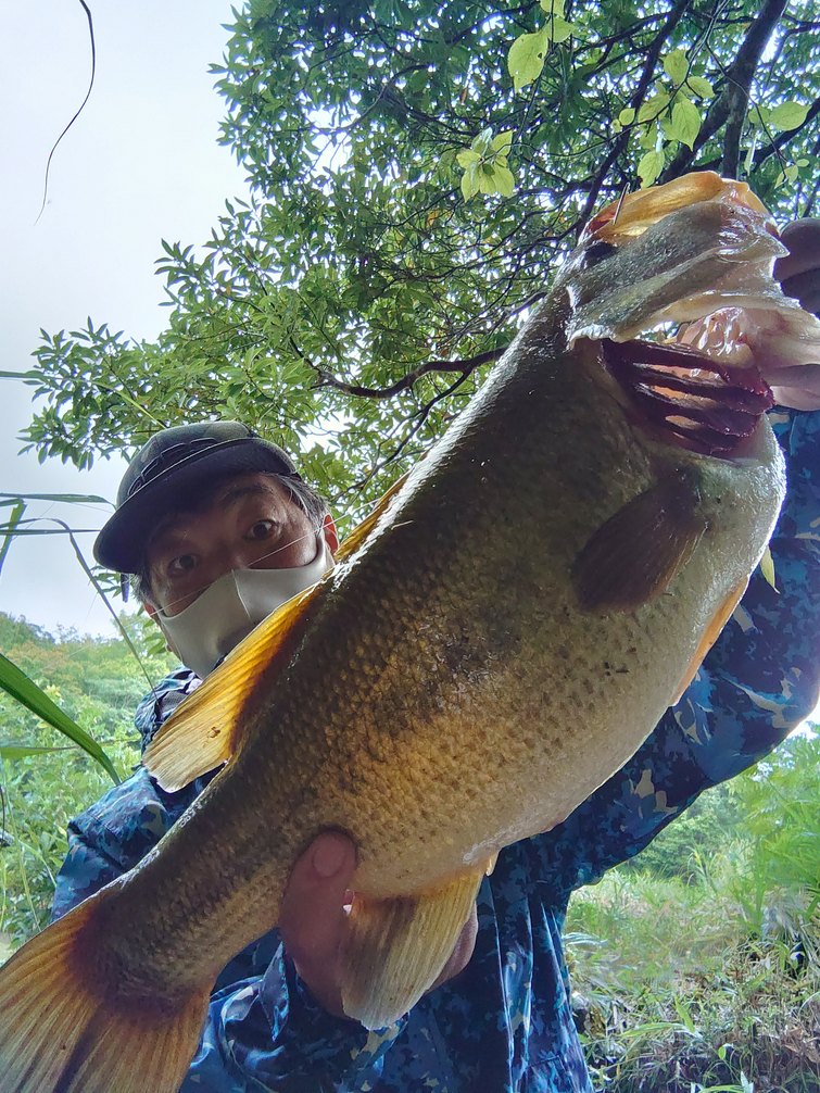 兵庫県淡路島の淡水ルアーでブラックバス釣果