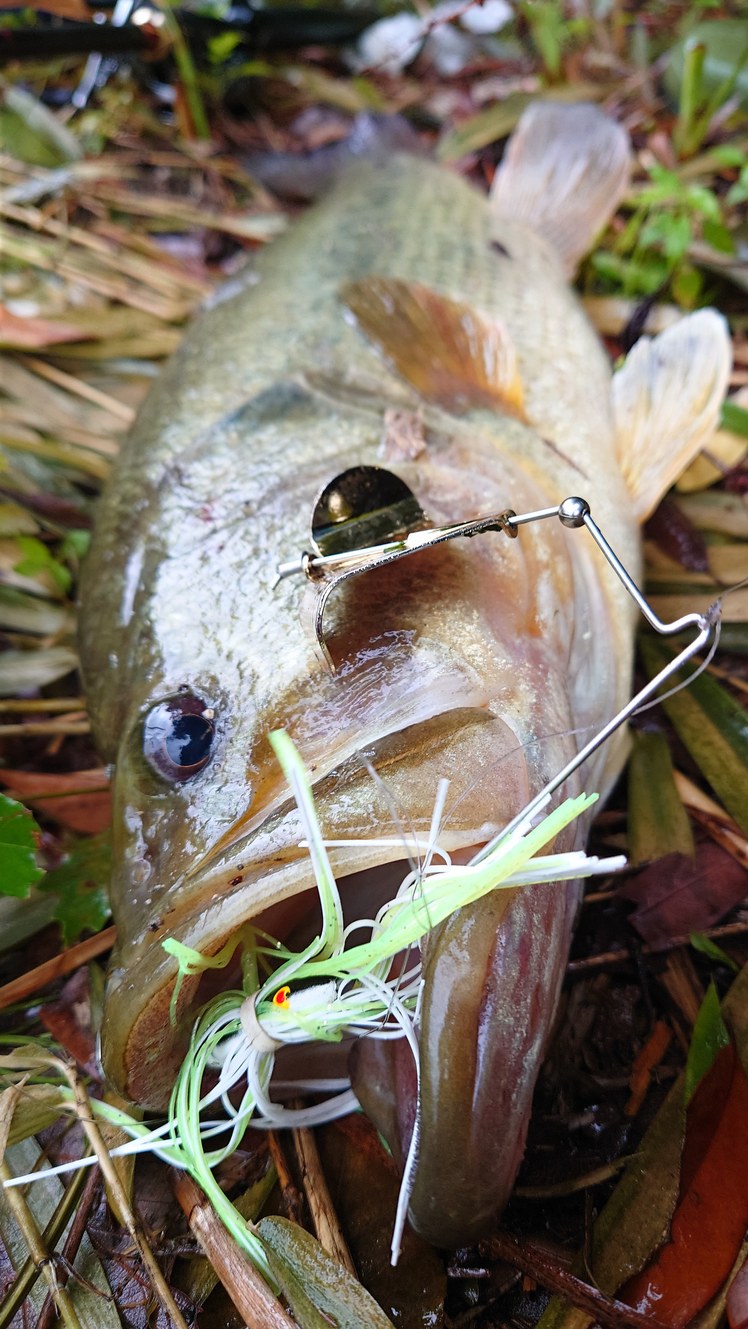 兵庫県淡路島の淡水ルアーでブラックバス釣果