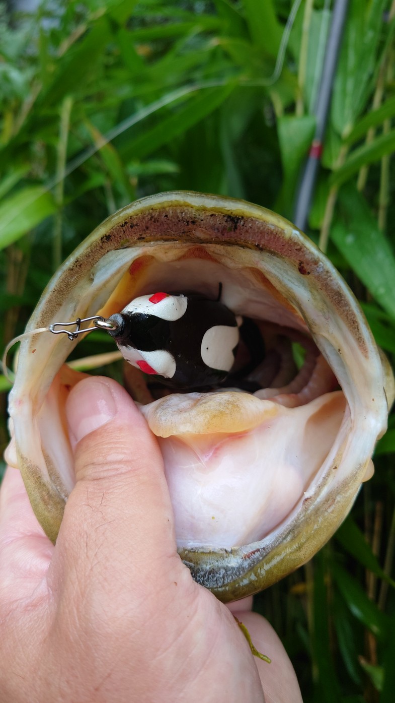 兵庫県淡路島の淡水ルアーでブラックバス釣果