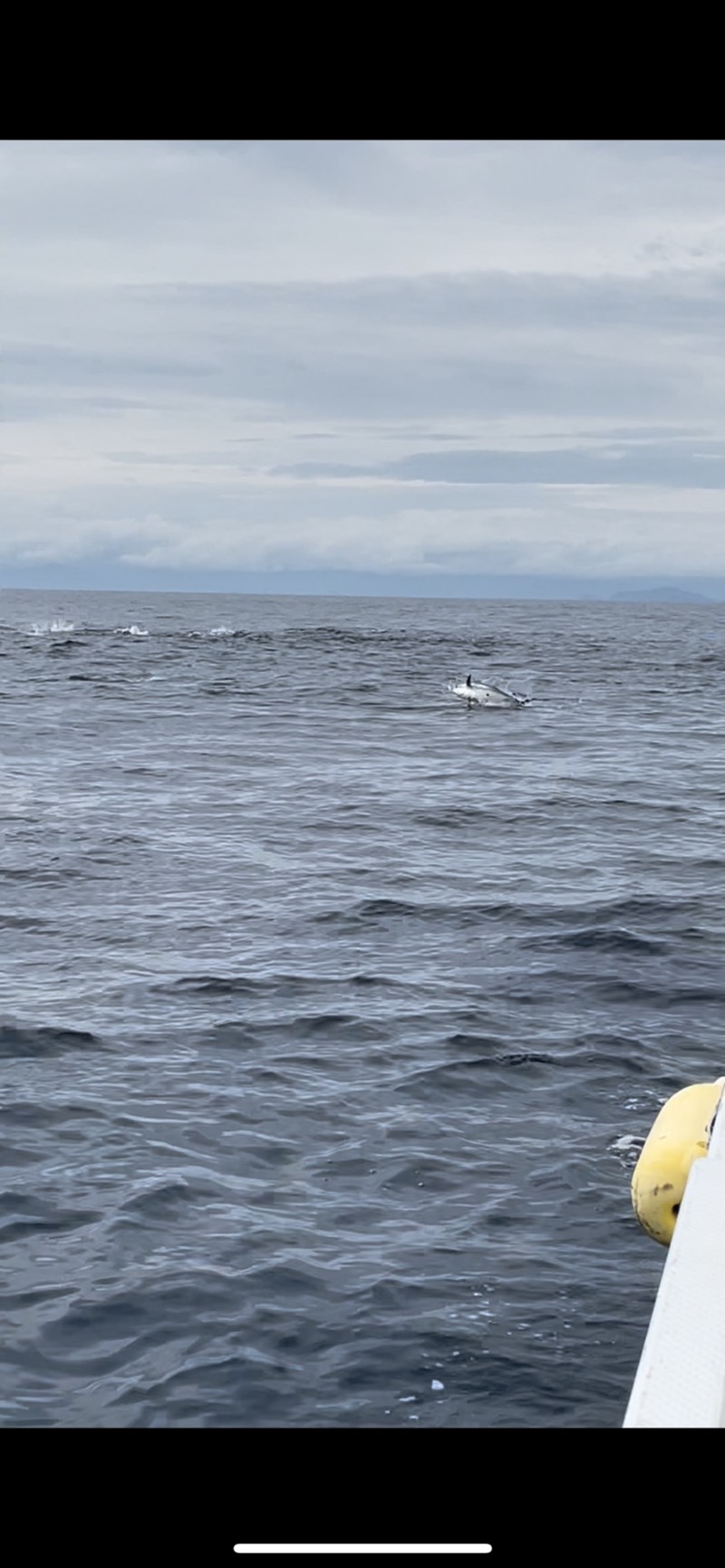 和歌山県太郎丸のマグロキャスティングでキハダマグロ釣果