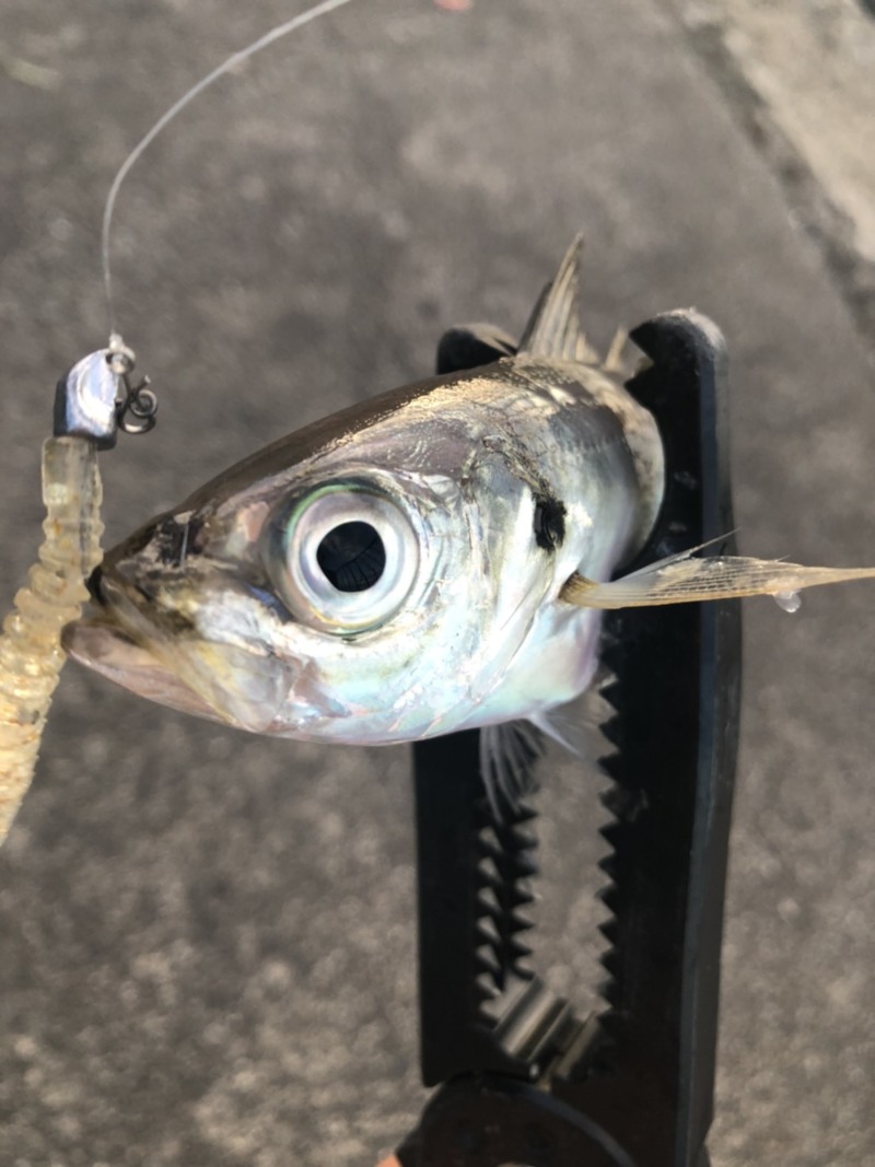 京都府宮津日本海のSWライトゲームでアジ・サバ釣果