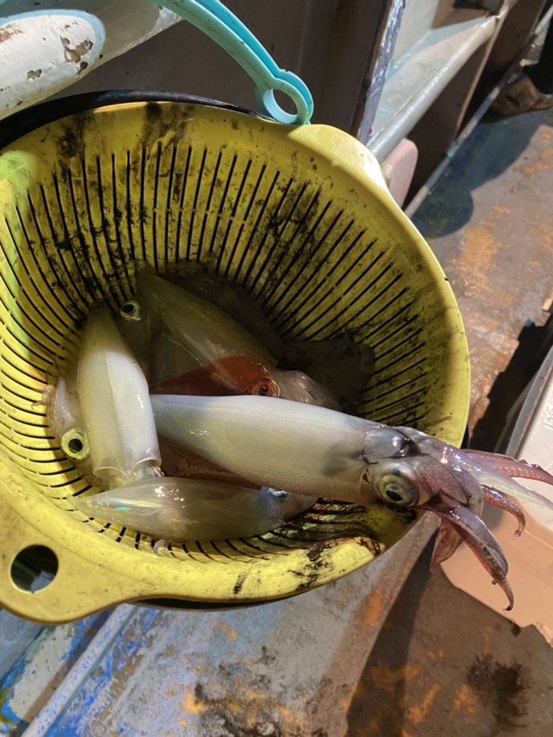 和歌山県泰斗丸の船釣りでイカ釣果