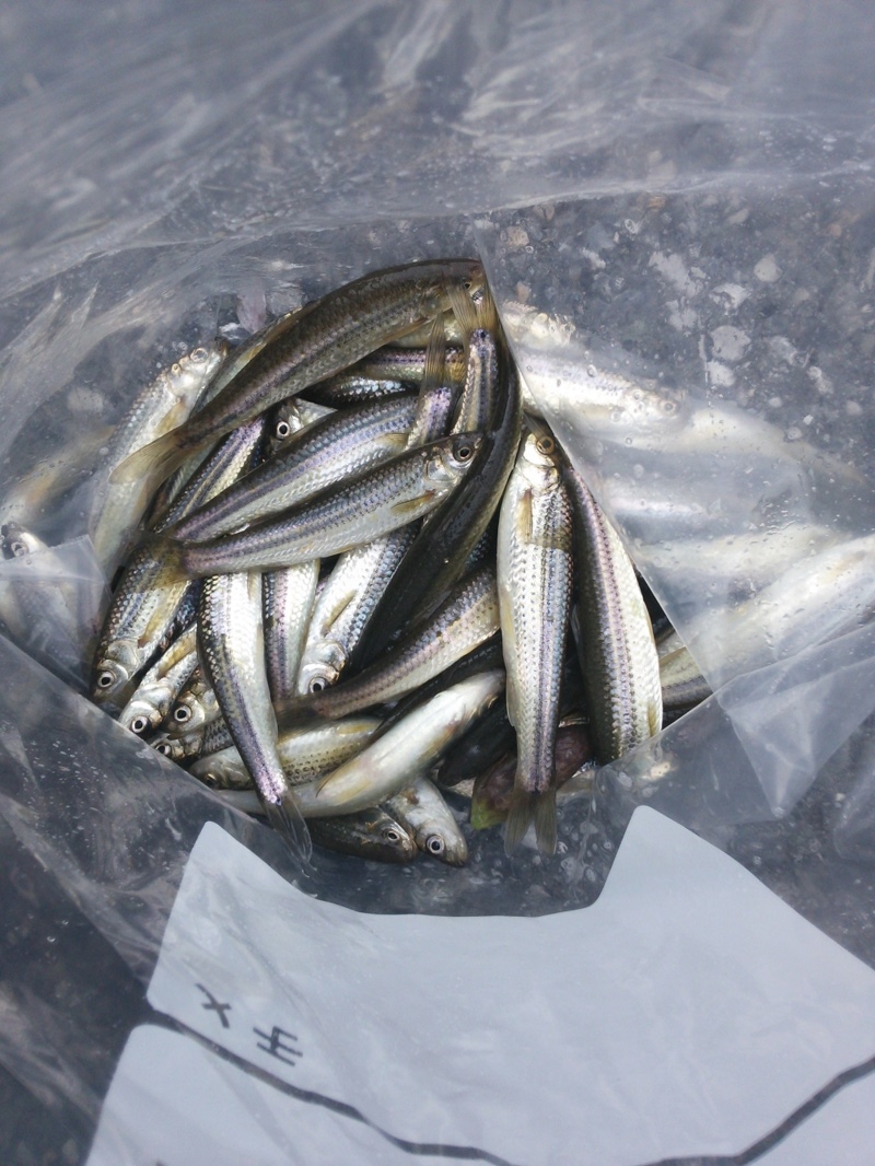 【滋賀県】長浜周辺|びわ湖本モロコ2回戦