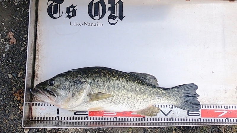 奈良県の七色ダムでブラックバス釣果