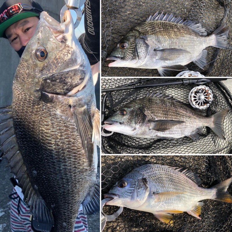 大阪府久保渡船のヘチ釣りで黒鯛釣果