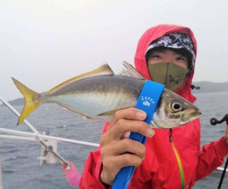 大阪府白墨丸のバチコンアジングでアジ釣果