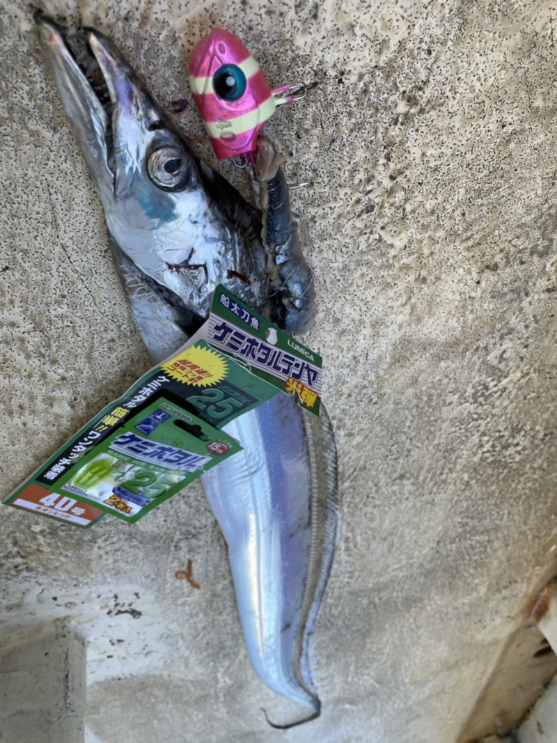 兵庫県須磨盛和丸の船釣りでタチウオ釣果