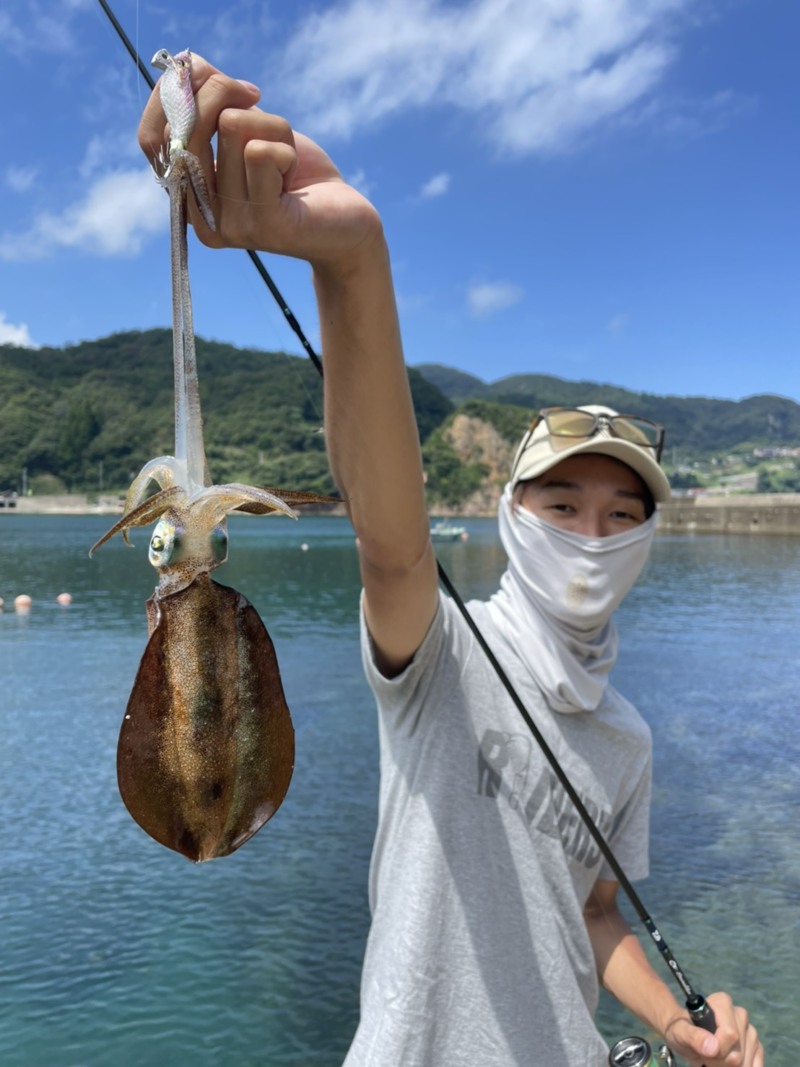 京都府伊根のエギングでアオリイカ釣果