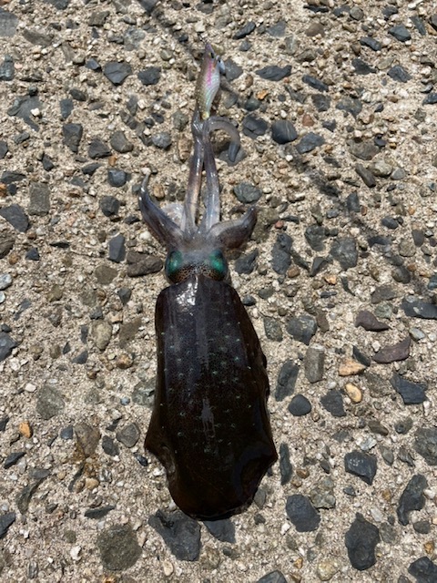 京都府伊根のエギングでアオリイカ釣果