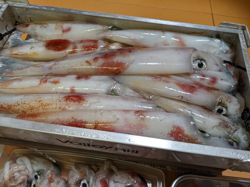 鳥取県賀露港北祐丸のイカメタルで白イカ釣果