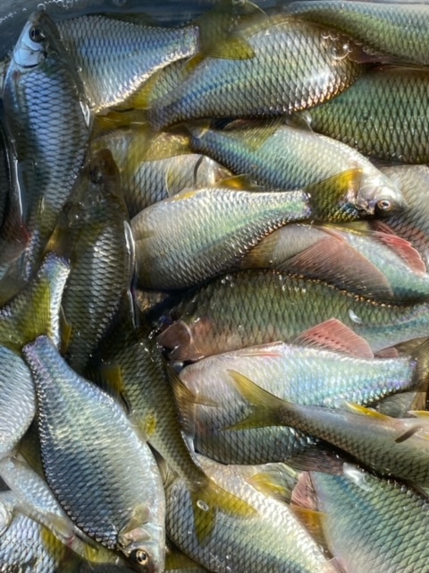 大阪府の淡水ウキ釣りでタナゴ釣果