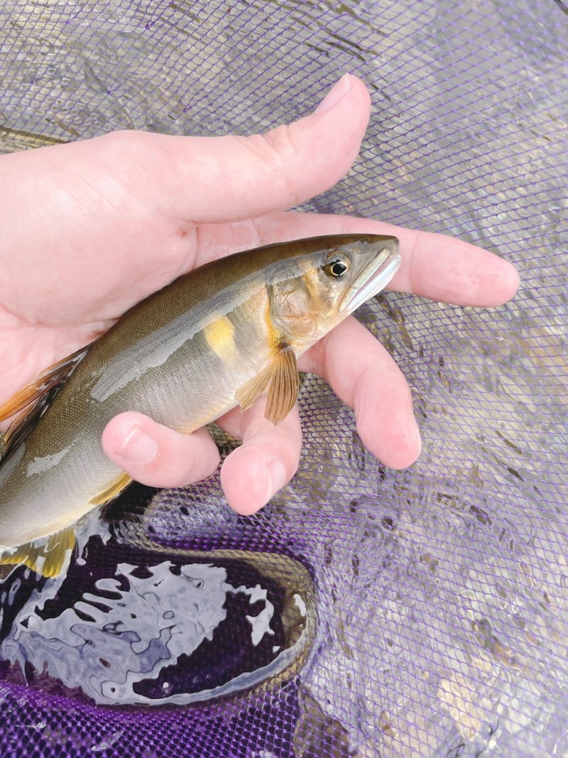 奈良県吉野川の友釣りで鮎釣果