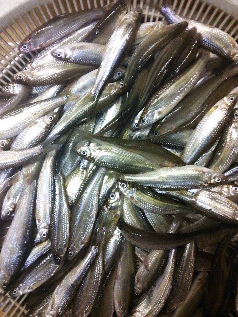 【琵琶湖】本モロコ3回戦113匹釣果