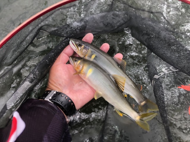 福井県九頭竜川の鮎友釣りで鮎釣果