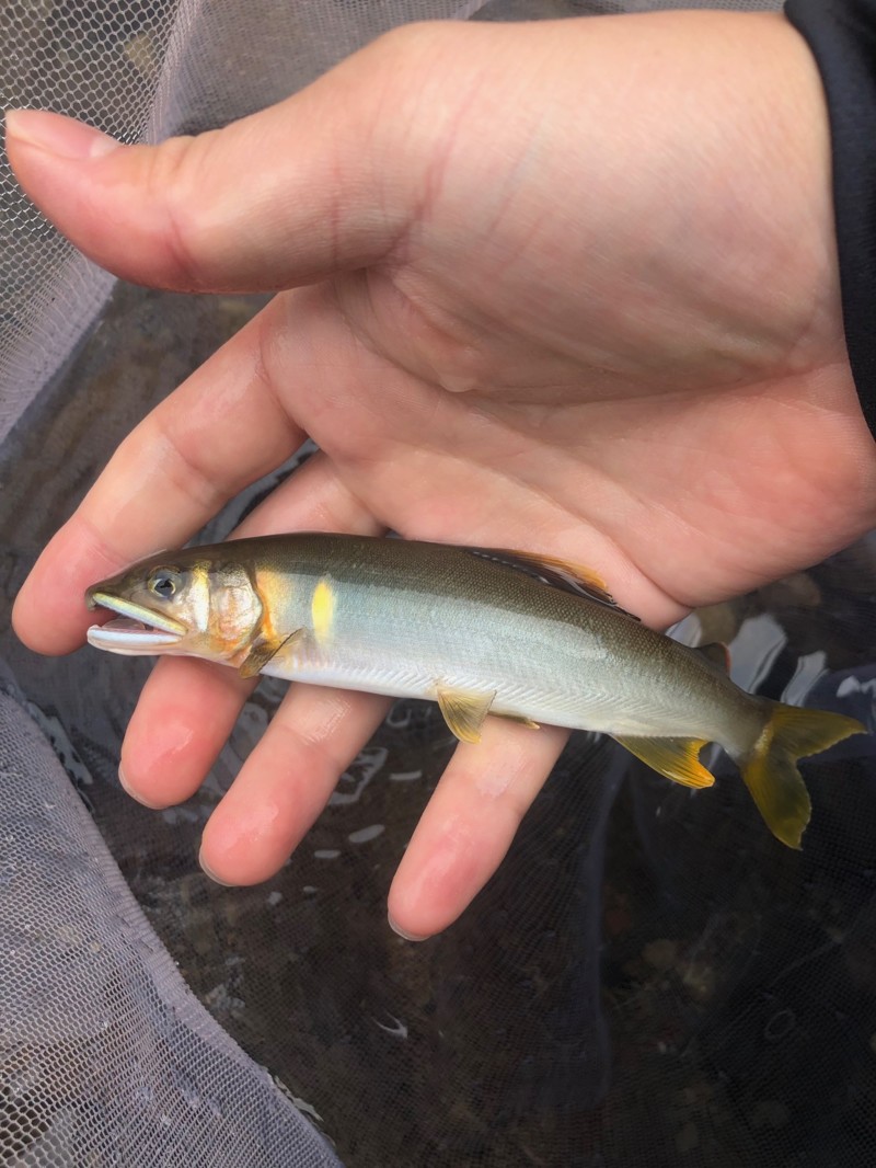 有田川友釣り釣行