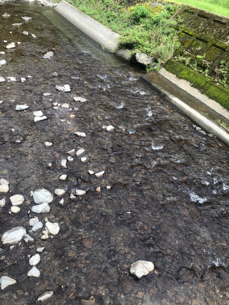 有田川友釣り釣行