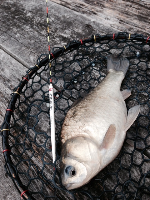 兵庫県川辺郡・天神釣り池|管理釣場|ヘラブナ49枚釣果