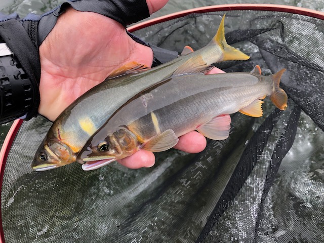 福井県九頭竜川の友釣りで鮎釣果