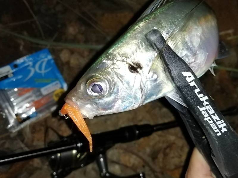 大阪府のフロートアジングでアジ・タチウオ・アオリイカ釣果