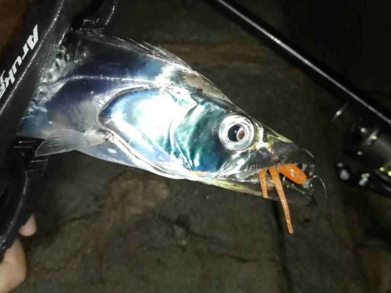 大阪府のフロートアジングでアジ・タチウオ・アオリイカ釣果