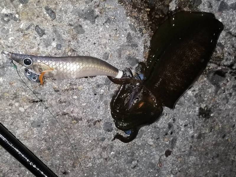 大阪府のフロートアジングでアジ・タチウオ・アオリイカ釣果