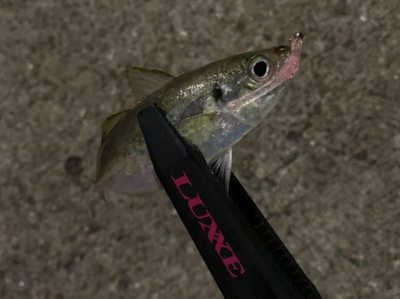 大阪府のフロートアジングでアジ・タチウオ・アオリイカ釣果