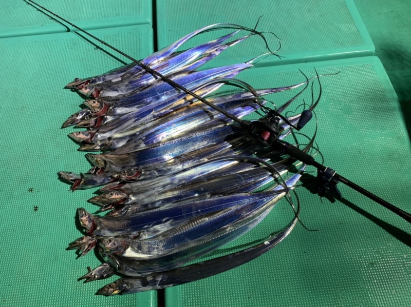 兵庫県里桜ちゃん丸の船釣りでタチウオ釣果