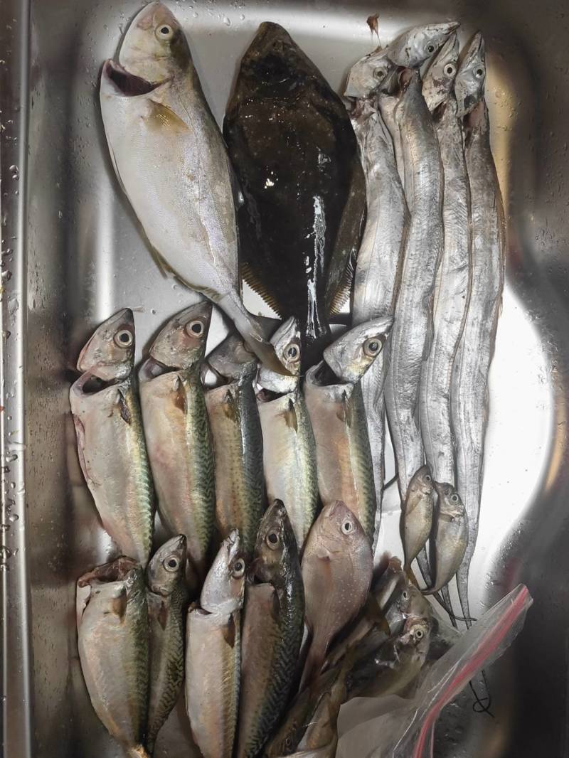 兵庫淡路島の堤防釣りでタチウオ・大サバ・シオ・ヒラメ釣果