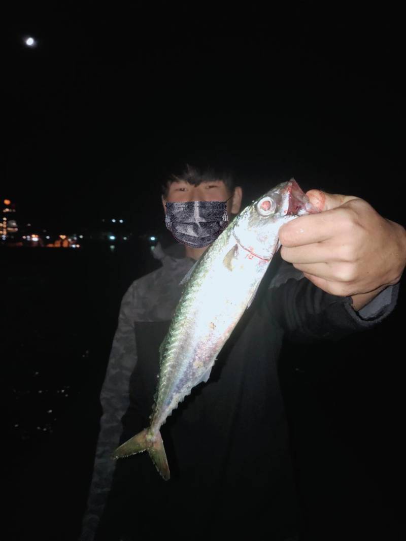 兵庫淡路島の堤防釣りでタチウオ・大サバ・シオ・ヒラメ釣果