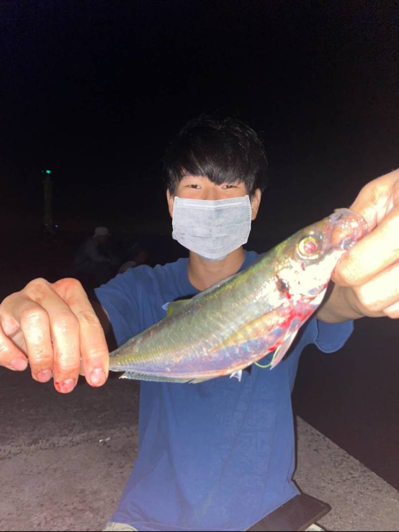 兵庫淡路島の堤防釣りでタチウオ・大サバ・シオ・ヒラメ釣果